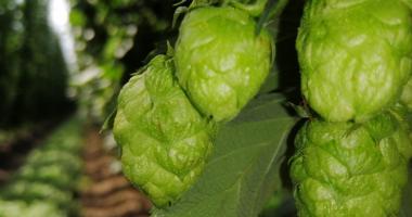 Hallertauer Hopfenhof