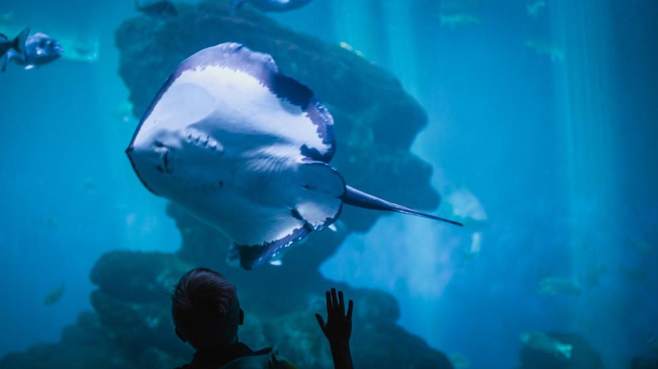 Gruppenreisen nach Spanien - Palma Aquarium, zu Gast bei Schildkröten, Haien und Quallen