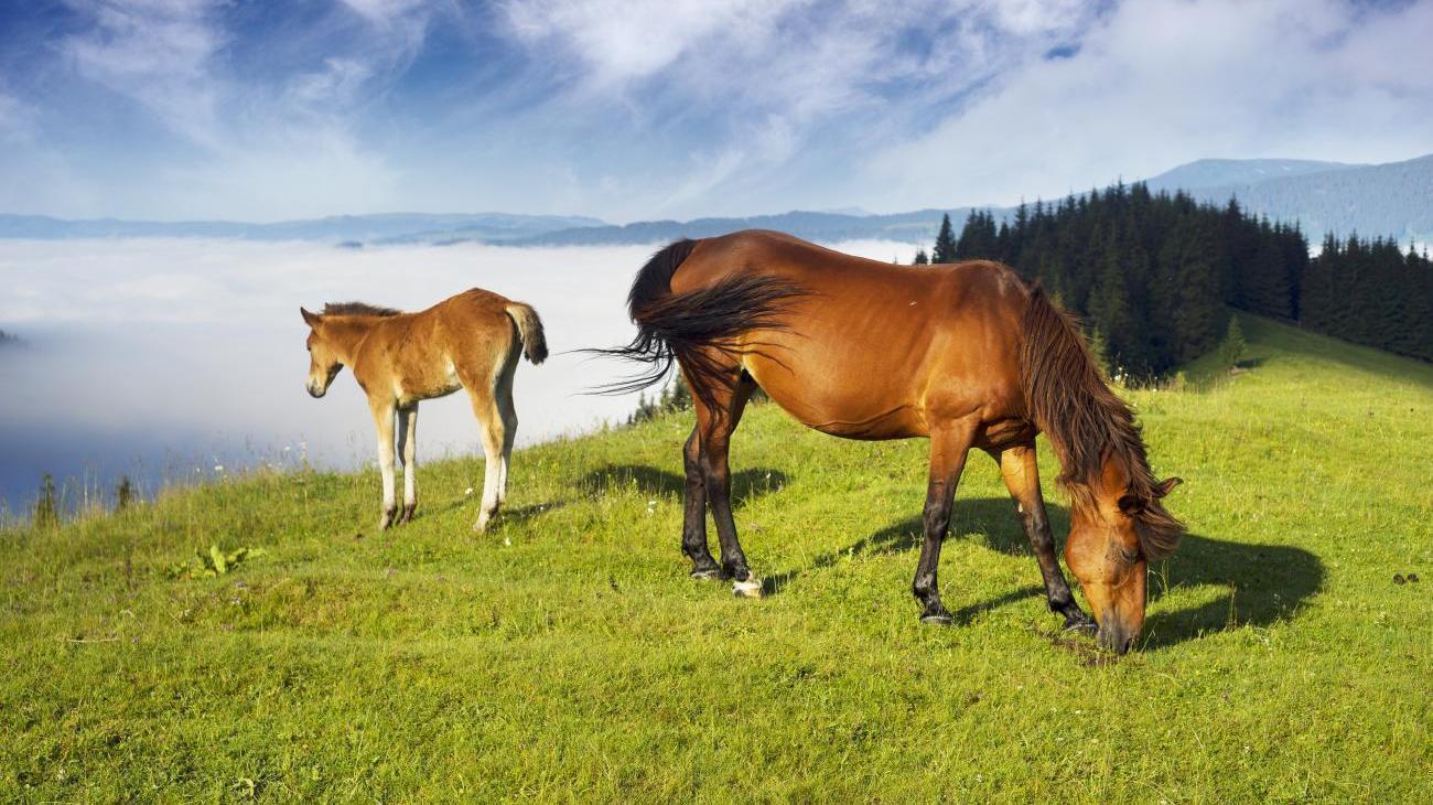 Stutenmilch Töchterlehof