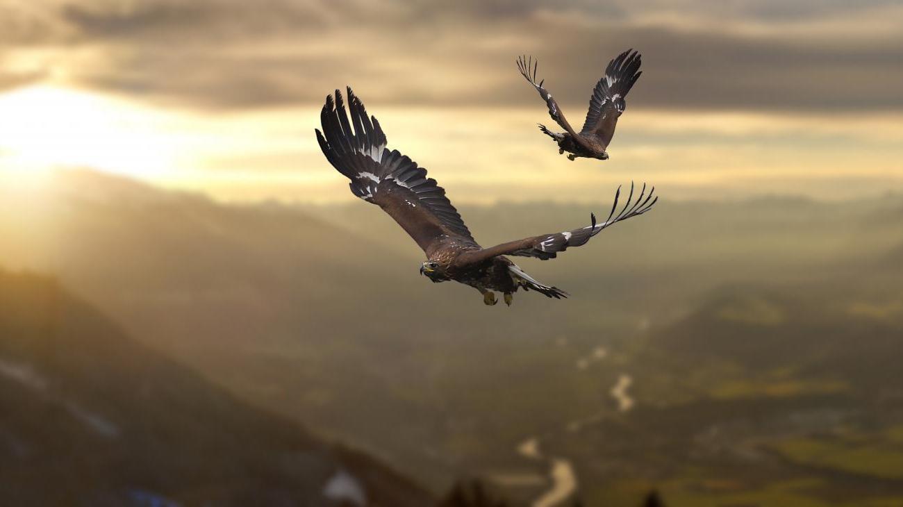 Adlerarena Burg Landskron