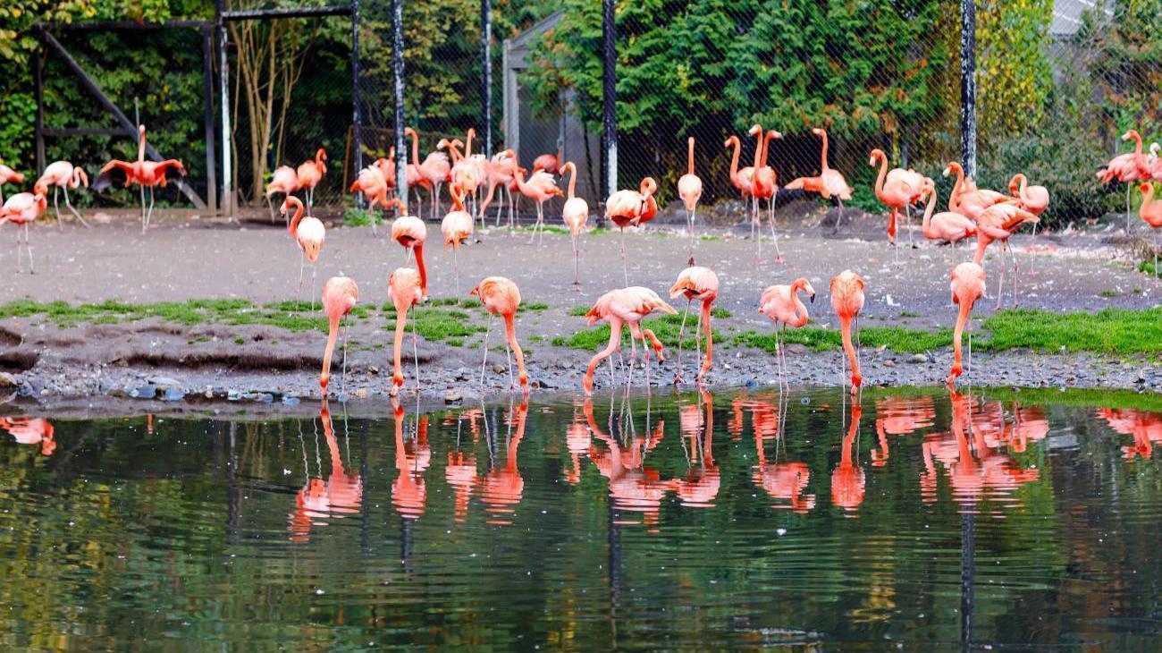 Weltvogelpark Walsrode