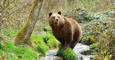 Alternativer Wolf- und Bärenpark Schwarzwald