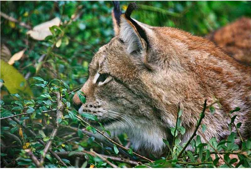 Wild- und Freizeitpark Allensbach