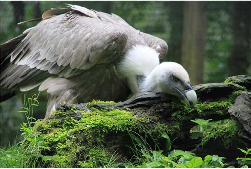 Cumberland Wildpark