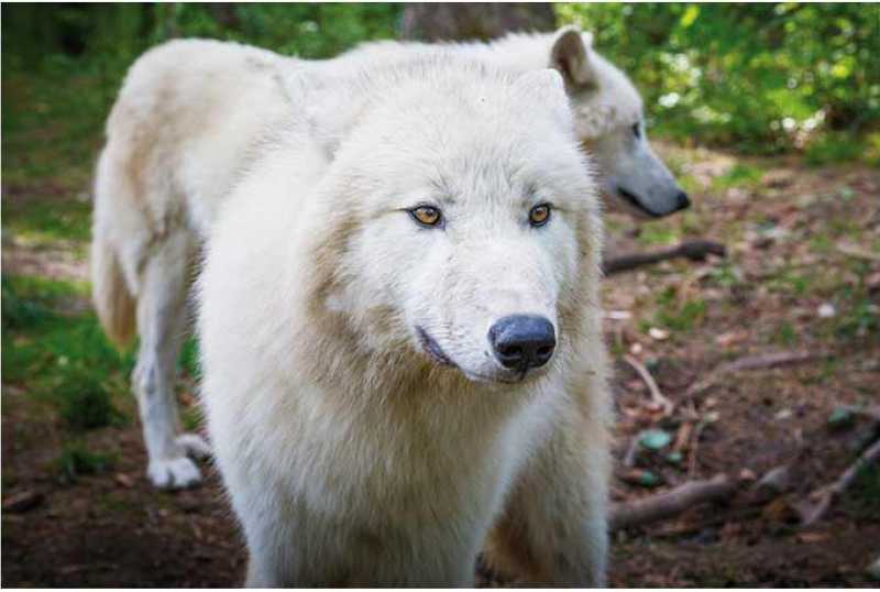 Wild- und Freizeitpark Allensbach