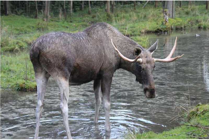 Cumberland Wildpark