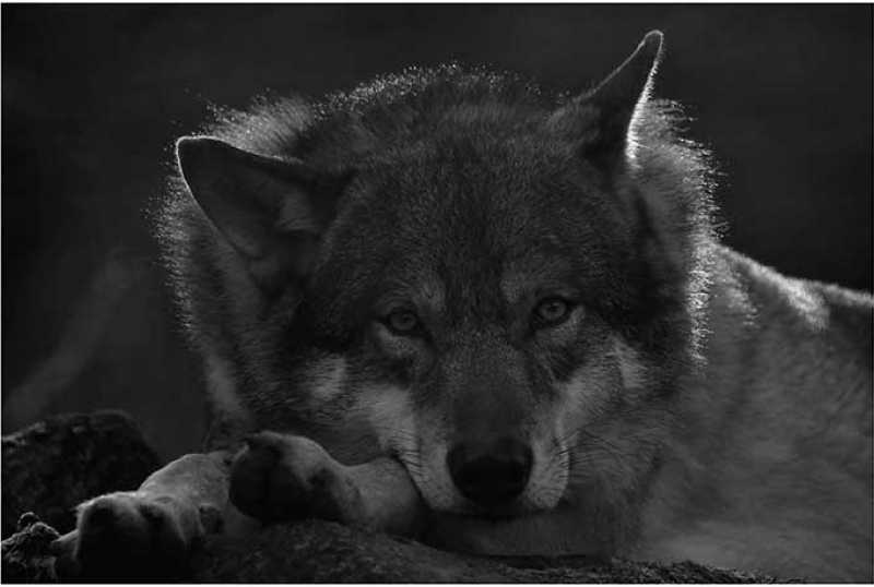 Alternativer Wolf- und Bärenpark Schwarzwald