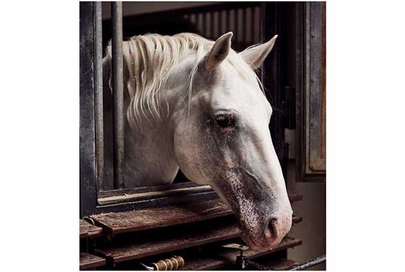 Spanische Hofreitschule