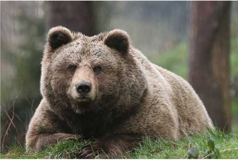 Alternativer Wolf- und Bärenpark Schwarzwald