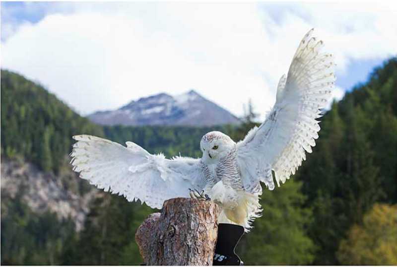 Ötzi-Dorf & Greifvogelpark