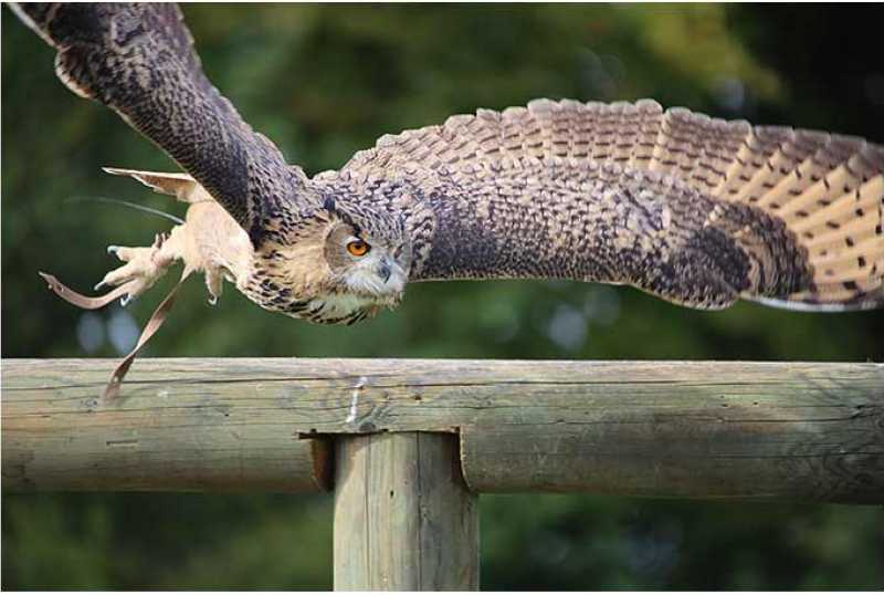 Wild- und Freizeitpark Allensbach