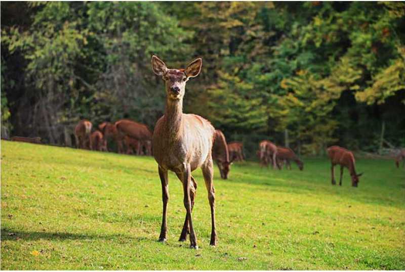 Wild- und Freizeitpark Allensbach
